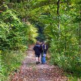 Bild: Wald Bronaczowa